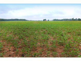 Property photo 3 - LAND AUCTION - 308+/- ACRES IN 7 TRACTS IN CARROLL & WHITE COUNTY, INDIANA